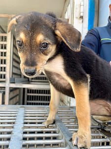 【待認養】混種犬 狗 (女生) - 彰化縣流浪狗中途之家