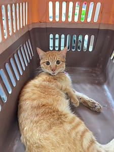 【待認養】混種貓 貓 (女生) - 新北市八里區公立動物之家