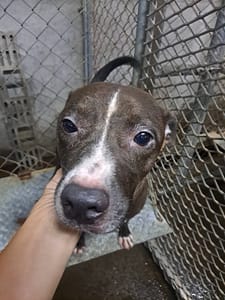 【待認養】比特犬 狗 (女生) - 屏東縣公立犬貓中途之家