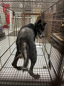 【待認養】混種犬 狗 (男生) - 金門縣動物收容中心