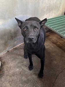 【待認養】混種犬 狗 (男生) - 彰化縣流浪狗中途之家