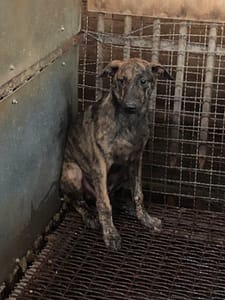 【待認養】混種犬 狗 (男生) - 彰化縣流浪狗中途之家