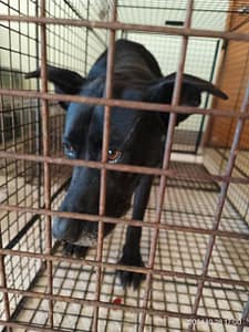 【待認養】混種犬 狗 (女生) - 金門縣動物收容中心