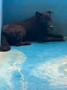 【待認養】混種犬 狗 (女生) - 苗栗縣動物保護教育園區