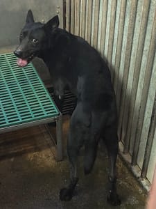 【待認養】混種犬 狗 (男生) - 彰化縣流浪狗中途之家