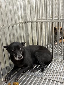 【待認養】混種犬 狗 (女生) - 基隆市寵物銀行