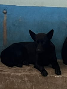 【待認養】混種犬 狗 (男生) - 苗栗縣動物保護教育園區