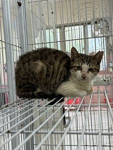 【待認養】混種貓 貓 (男生) - 苗栗縣動物保護教育園區