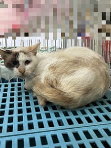 【待認養】混種貓 貓 (女生) - 苗栗縣動物保護教育園區