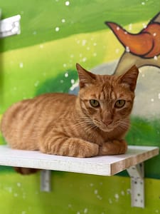 【待認養】混種貓 貓 (男生) - 苗栗縣動物保護教育園區