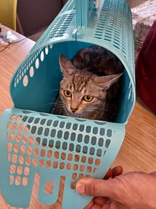 【待認養】混種貓 貓 (女生) - 新北市中和區公立動物之家