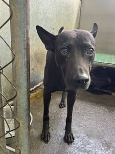 【待認養】混種犬 狗 (男生) - 彰化縣流浪狗中途之家