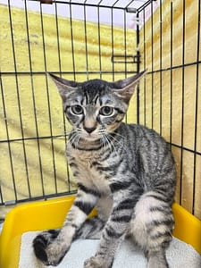【待認養】混種貓 貓 (女生) - 新北市八里區公立動物之家