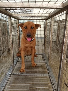 【待認養】混種犬 狗 (女生) - 嘉義縣動物保護教育園區