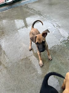 【待認養】混種犬 狗 (女生) - 苗栗縣動物保護教育園區