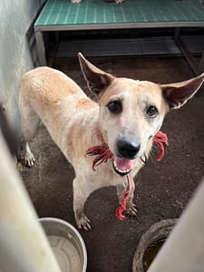 【待認養】混種犬 狗 (女生) - 彰化縣流浪狗中途之家