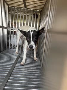 【待認養】混種犬 狗 (男生) - 基隆市寵物銀行