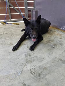 【待認養】混種犬 狗 (男生) - 新北市五股區公立動物之家