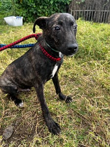 【待認養】混種犬 狗 (男生) - 新北市淡水區公立動物之家