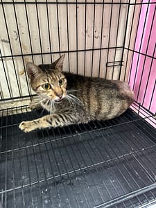 【待認養】混種貓 貓 (男生) - 苗栗縣動物保護教育園區