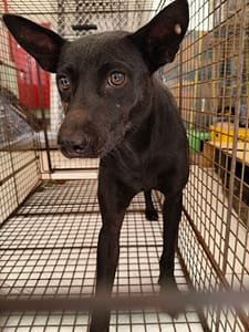 【待認養】混種犬 狗 (女生) - 金門縣動物收容中心