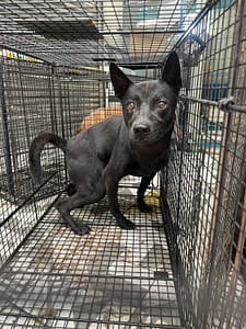 【待認養】混種犬 狗 (男生) - 苗栗縣動物保護教育園區