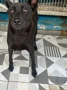 【待認養】混種犬 狗 (女生) - 苗栗縣動物保護教育園區