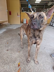 【待認養】混種犬 狗 (女生) - 新北市中和區公立動物之家