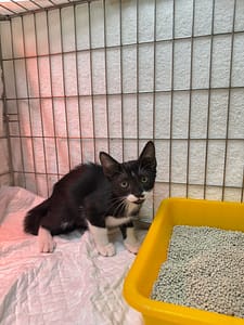 【待認養】混種貓 貓 (男生) - 新北市八里區公立動物之家