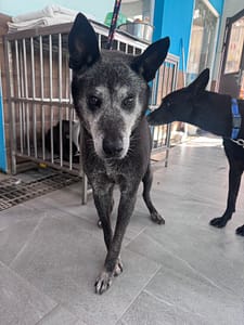 【待認養】混種犬 狗 (男生) - 新北市中和區公立動物之家