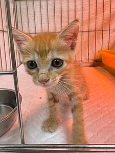 【待認養】混種貓 貓 (女生) - 新北市八里區公立動物之家