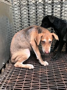 【待認養】混種犬 狗 (男生) - 彰化縣流浪狗中途之家