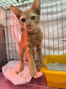 【待認養】混種貓 貓 (女生) - 新北市八里區公立動物之家