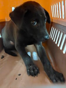 【待認養】混種犬 狗 (男生) - 宜蘭縣流浪動物中途之家