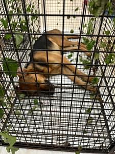 【待認養】混種犬 狗 (女生) - 金門縣動物收容中心
