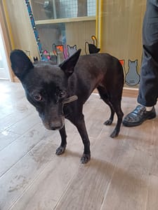 【待認養】混種犬 狗 (女生) - 新北市政府動物保護防疫處