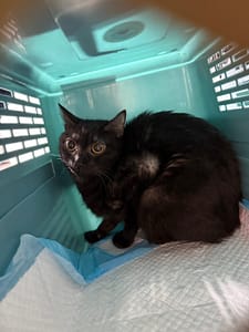 【待認養】混種貓 貓 (男生) - 新北市板橋區公立動物之家