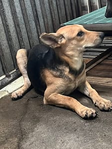 【待認養】混種犬 狗 (女生) - 彰化縣流浪狗中途之家