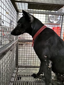 【待認養】混種犬 狗 (女生) - 臺南市動物之家善化站