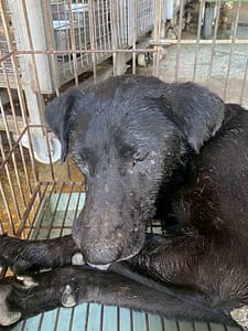 【待認養】混種犬 狗 (男生) - 臺南市動物之家善化站