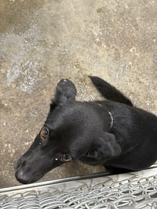 【待認養】混種犬 狗 (女生) - 臺東縣動物收容中心