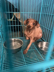 【待認養】貴賓犬 狗 (女生) - 苗栗縣動物保護教育園區