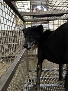 【待認養】混種犬 狗 (女生) - 臺南市動物之家善化站