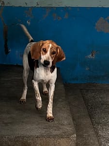 【待認養】混種犬 狗 (女生) - 苗栗縣動物保護教育園區