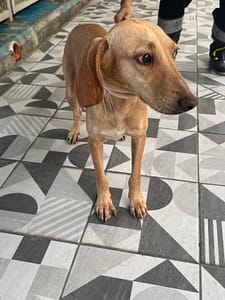 【待認養】混種犬 狗 (女生) - 苗栗縣動物保護教育園區