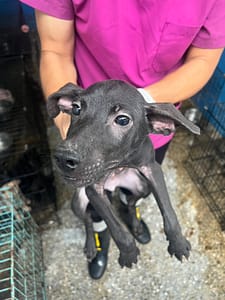 【待認養】混種犬 狗 (男生) - 苗栗縣動物保護教育園區