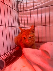 【待認養】混種貓 貓 (男生) - 新北市八里區公立動物之家