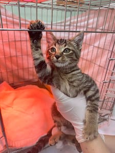 【待認養】混種貓 貓 (男生) - 新北市八里區公立動物之家