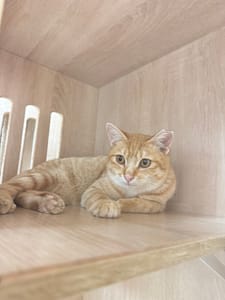 【待認養】混種貓 貓 (男生) - 新北市八里區公立動物之家
