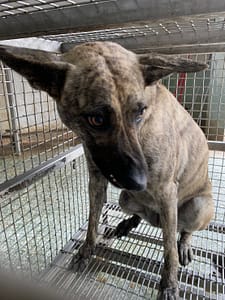 【待認養】混種犬 狗 (女生) - 臺南市動物之家善化站